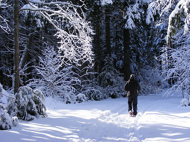 snowshoeing in the park